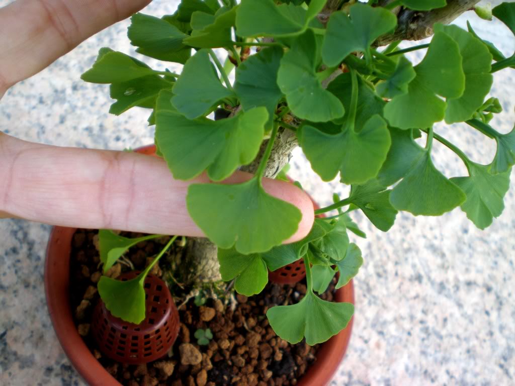 ginkgo2-2.jpg
