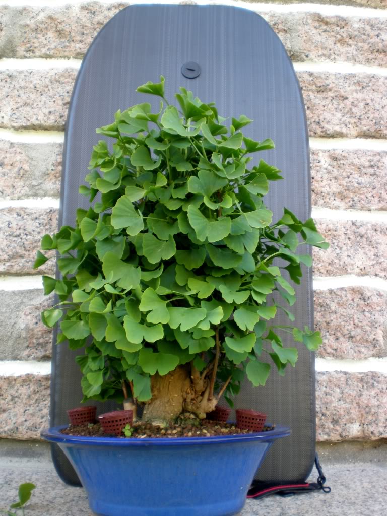 ginkgo2-3.jpg