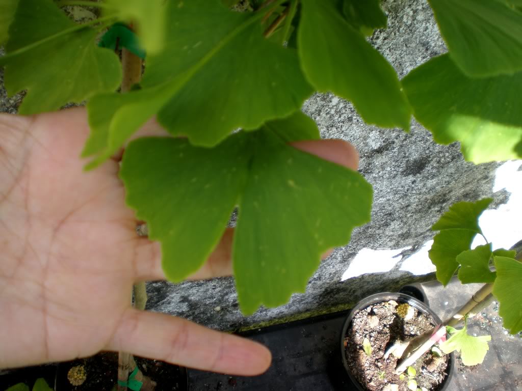 ginkgo3.jpg
