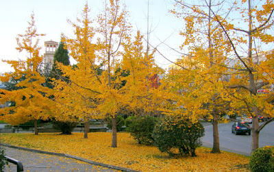 Ginkgo_biloba.JPG