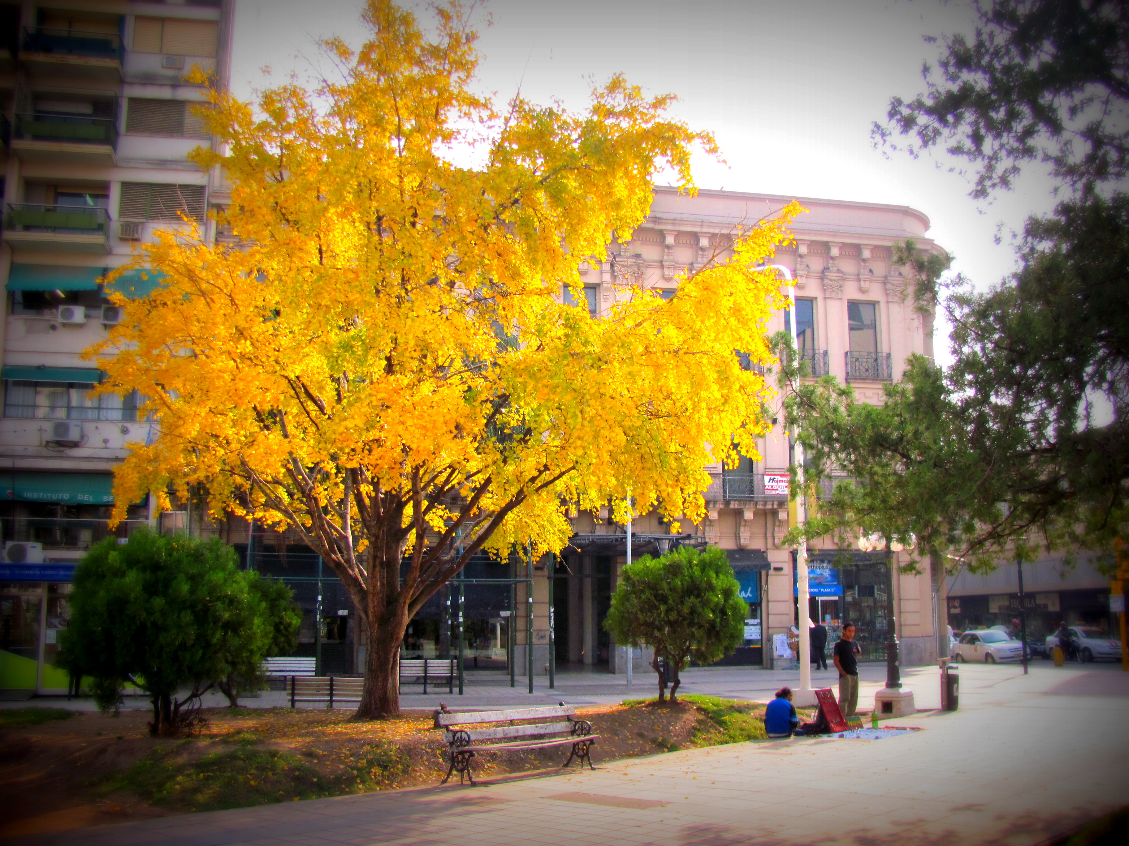 Ginkgo_biloba_Parana.JPG