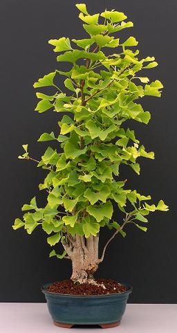 GinkgobonsaacuteiGinkgobiloba_zps3196ceea.jpg