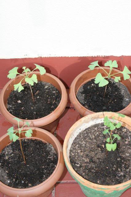 Ginkgoides002.jpg