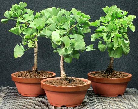 Ginkgospre-bonsaacuteiGinkgobiloba_zps2a686545.jpg