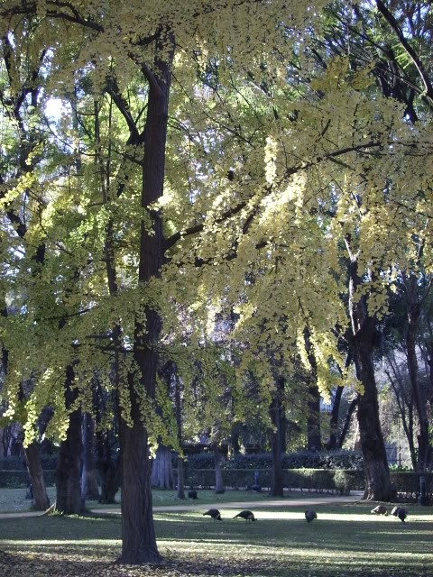Ginkgoypavas.jpg