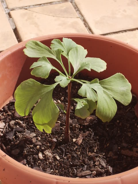 GinkgusI.jpg