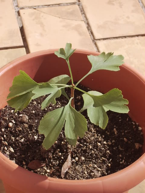 GinkgusII.jpg