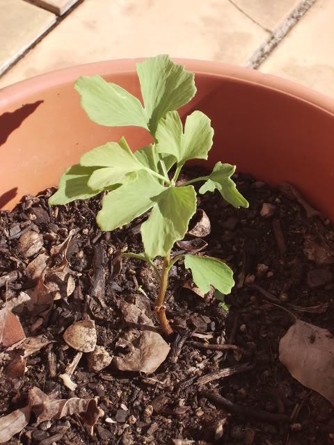 GinkgusIII.jpg