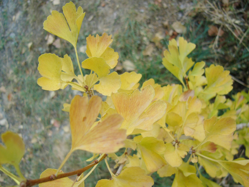 GINKO3.JPG