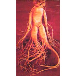 ginseng_root.jpg