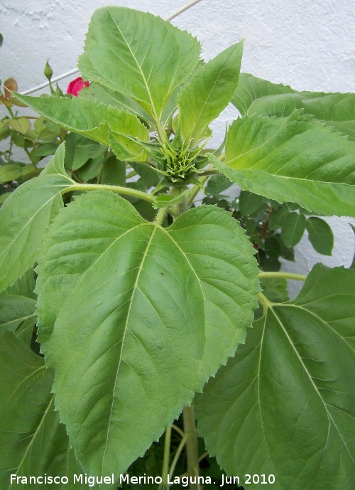 girasol100601.jpg