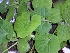Girasol_calabaza_cidra.jpg