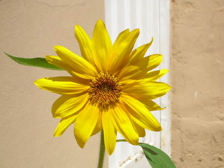 girasol_flor.jpg