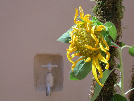 girasol_guia.jpg