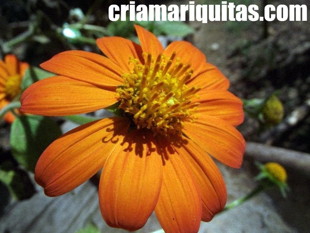girasoles-rojos-mexicanos-gigantes.jpg