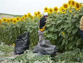 girasoles6W.jpg