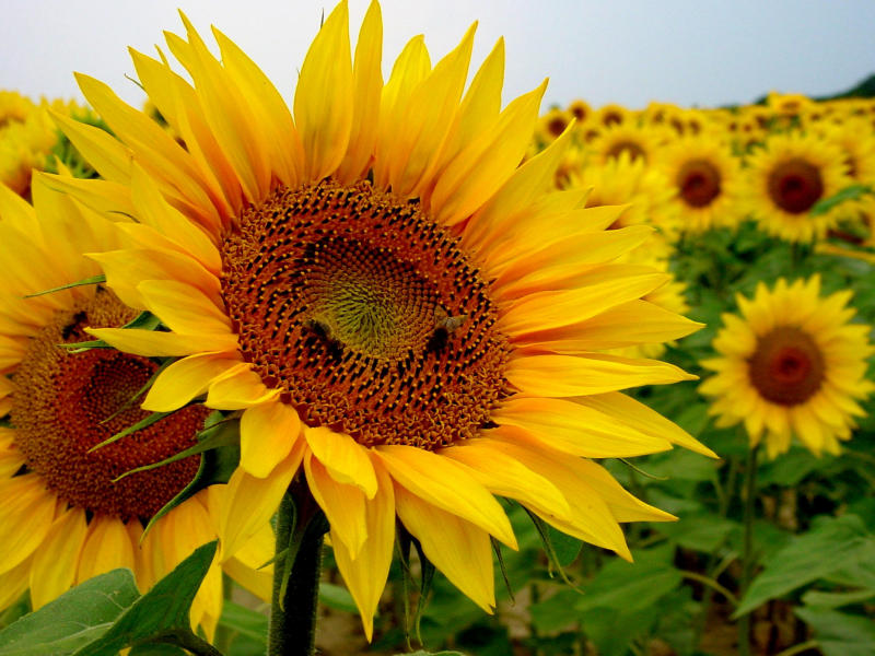 Girasoles_www.plantamer.blogspot.com.jpg
