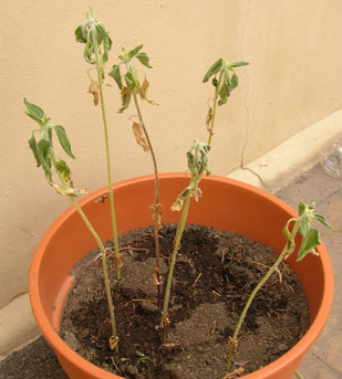 girasolmuere0.jpg