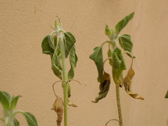 girasolmuere1.jpg