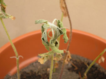 girasolmuere2.jpg