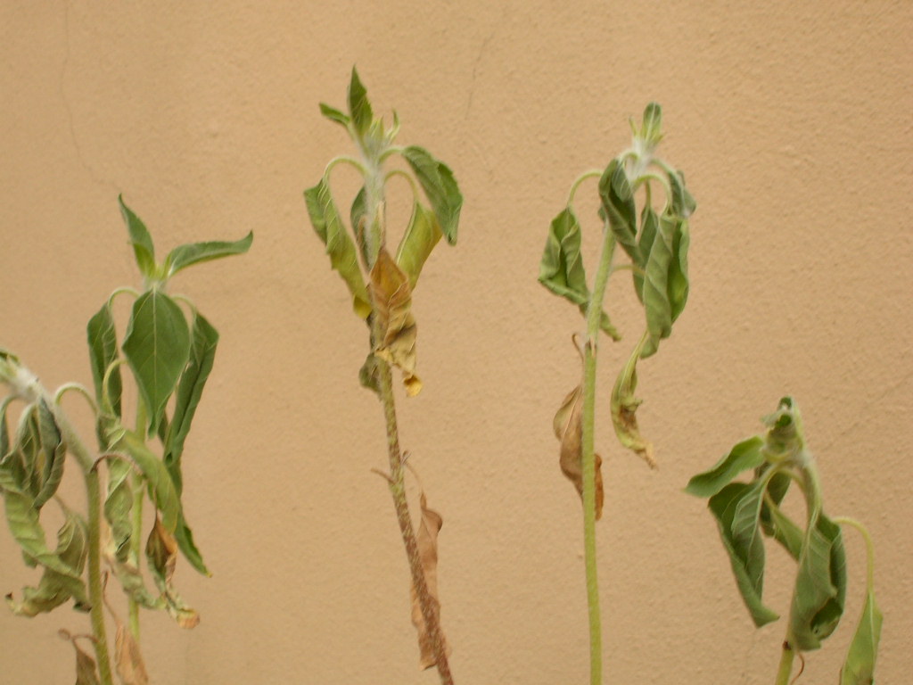 girasolmuere3.jpg