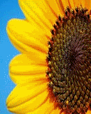 girasolsol.gif