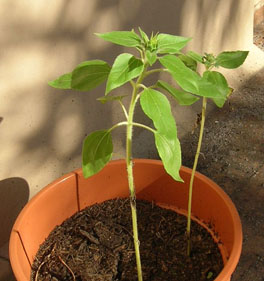 girasolvive1.jpg