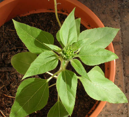 girasolvive2.jpg