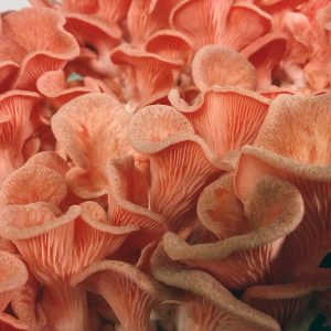 girgola-rosa-02-300x300.jpg