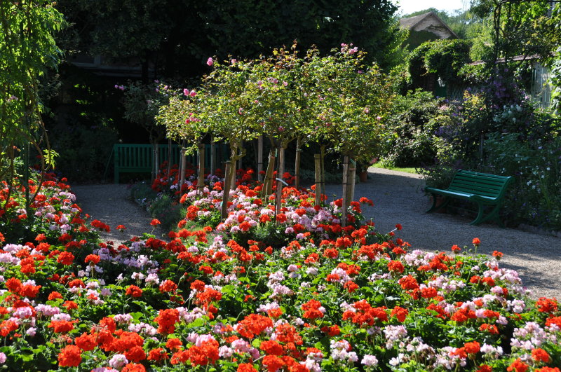 giverny-pelargonium.jpg
