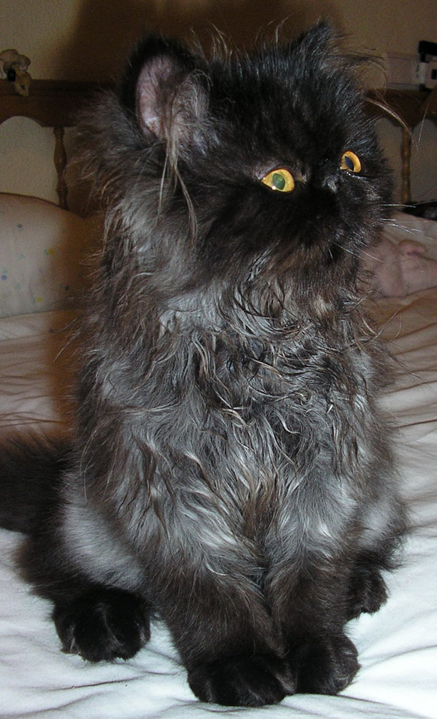 Gizmo%20lol%20.jpg