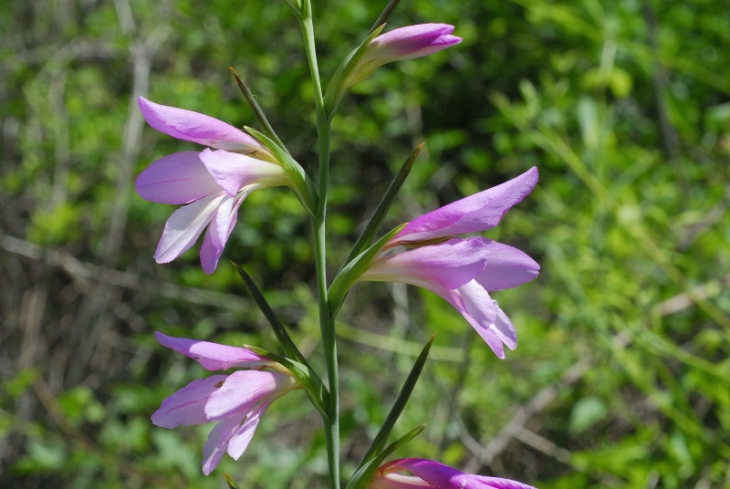 Gladiolus%20italicus_001536_ams_1_1_800px.jpg