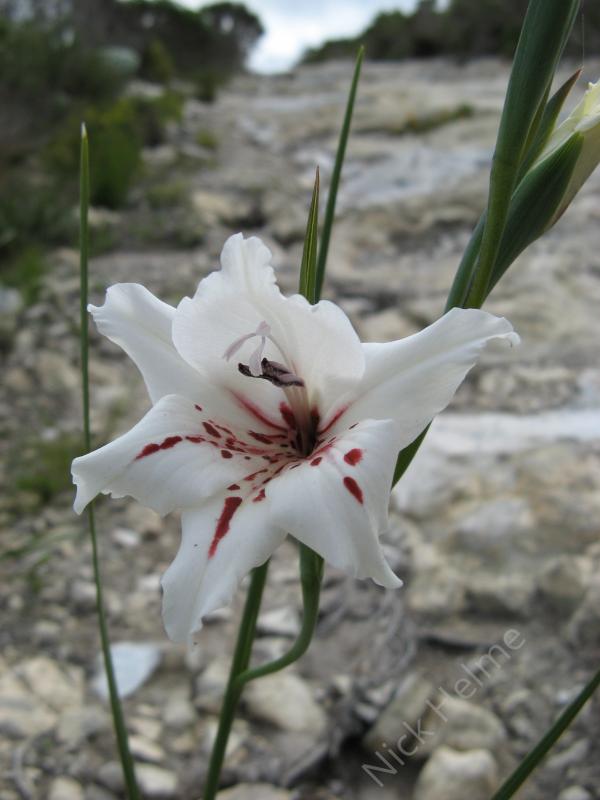 Gladiolus%20variegatus%20%20Agulhas%20GC.JPG