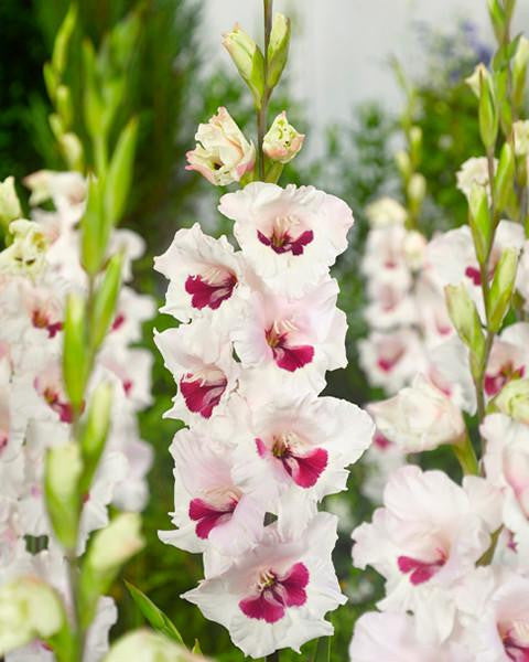 gladiolus-fiorentina-1_grande.jpg