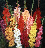 gladiolus-flores.jpg