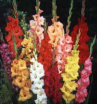gladiolus-flores.jpg