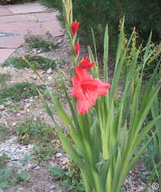 gladiolus-gladiolo.jpg