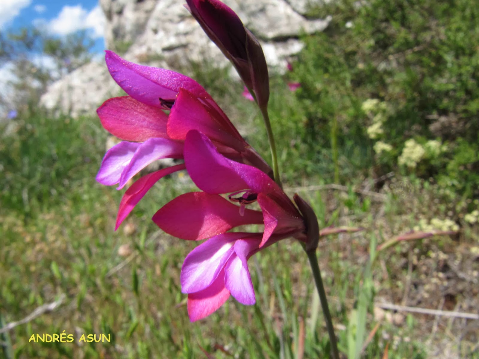 GLADIOLUS+ILLYRICUS+-+GLADIOLO+SILVESTRE+%282%29+copia.jpg