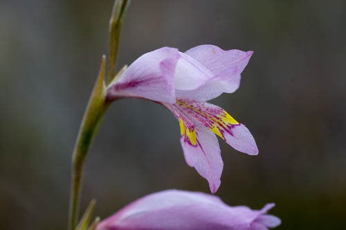 gladiolus-martleyi-flower.jpg