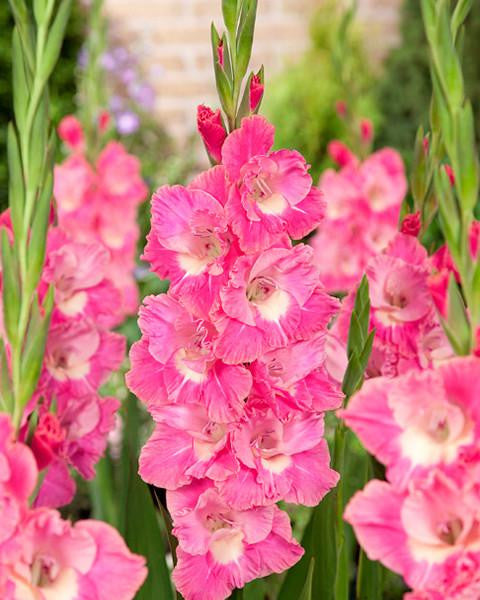 gladiolus-pink-parrot-1_grande.jpg
