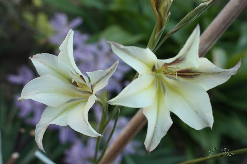 gladiolus+tristis5.jpg