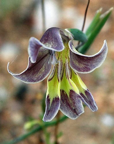 Gladiolus_arcuatus1.jpg