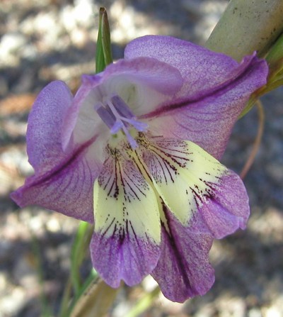 Gladiolus_carinatus_msi.jpg
