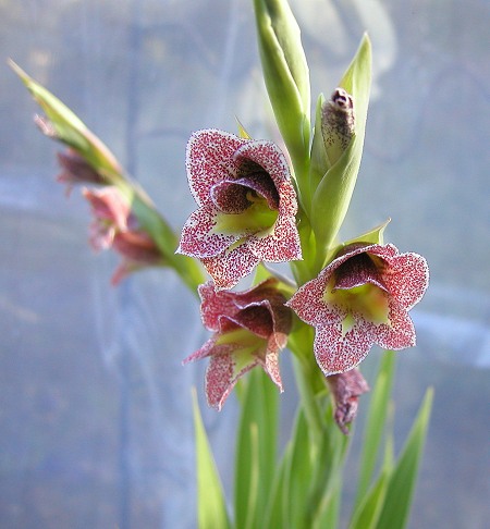 Gladiolus_ecklonii_msi2.jpg