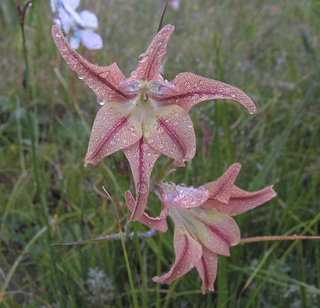 Gladiolus_liliaceus_d6.jpg