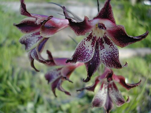 Gladiolus_maculatus_DW41.jpg