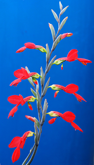 gladiolus_splendens_new.jpg