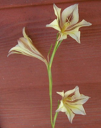 Gladiolus_tristis_a1.jpg