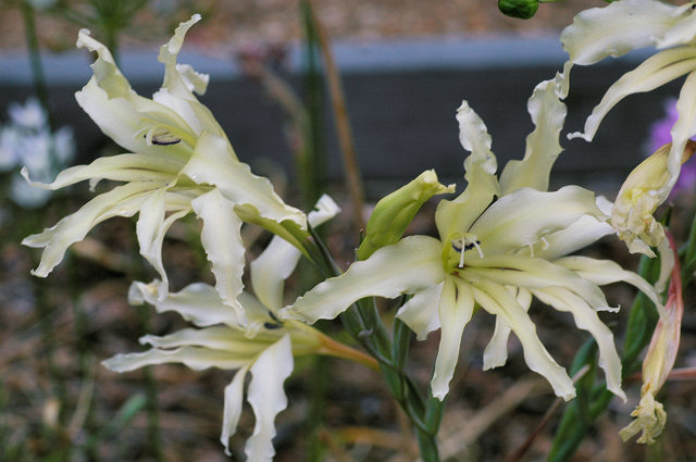 Gladiolus_undulatus_06_msi.jpg