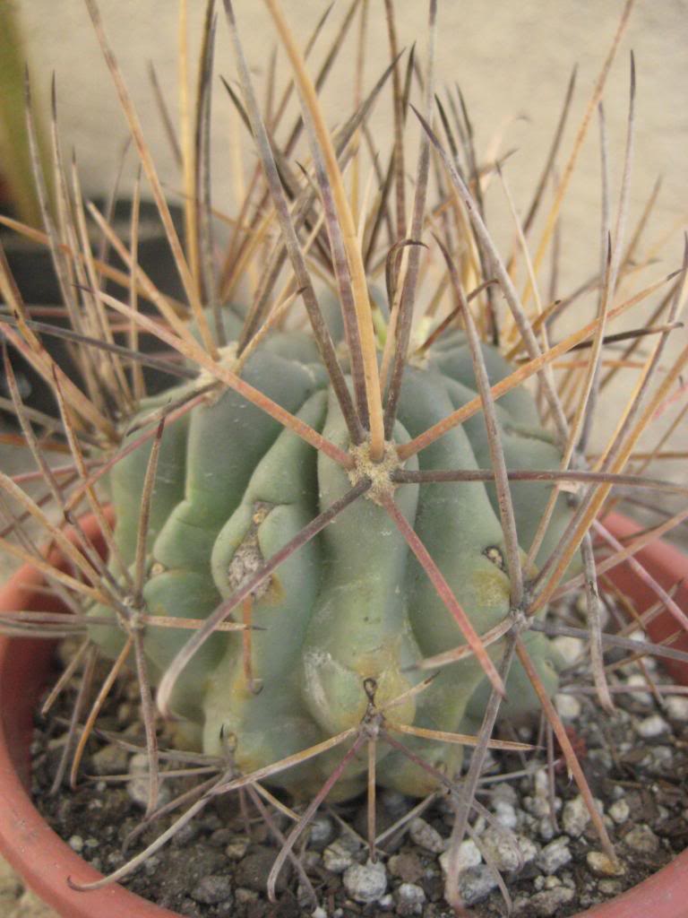 glandulicactusuncinatus.jpg